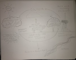 My Carbon Cycle (w/ water)