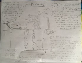 My Carbon Cycle